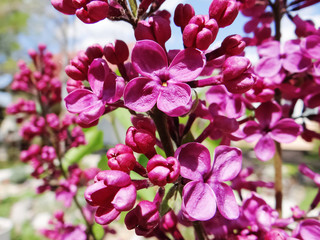 Fototapeta na wymiar Macro image of spring lilac violet flowers, floral background