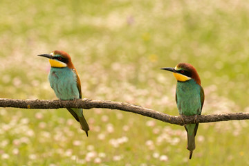 Pair of bee-eaters