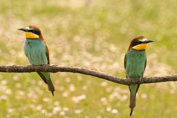 Pair of bee-eaters