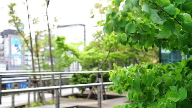 都会の植物と歩行者
