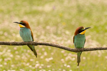 Pair of bee-eaters