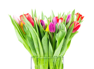 Tulips in the vase on white background