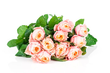 Roses on white background