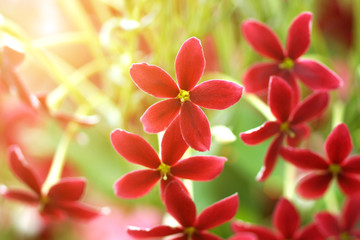 Rangoon creeper flower in garden.