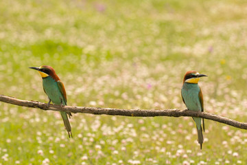 Pair of bee-eaters