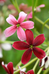 Fototapeta na wymiar Rangoon creeper flower in garden.