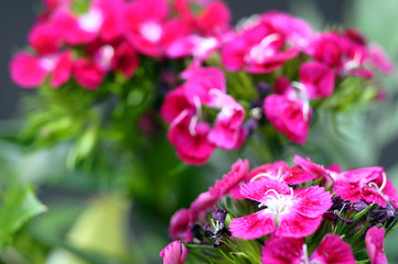 Pink flowers and green foliage