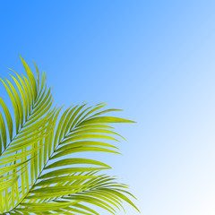 Fototapeta na wymiar palm tree leafs on blue background