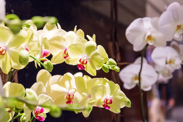 Phalaenopsis Yellow Red Stripe, Orchid Flower Bloom with Soft Focus and Blur Background