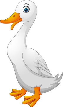 Illustration of cartoon white duck