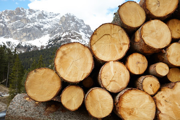 mass tree stump background