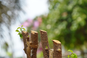 pruning tree in backyard garden