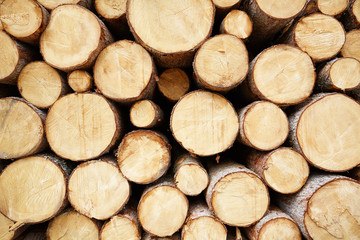 mass tree stump background