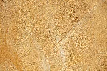 tree stump background