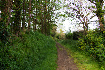 Fototapeta na wymiar View along a country path in Bude, Cornwall