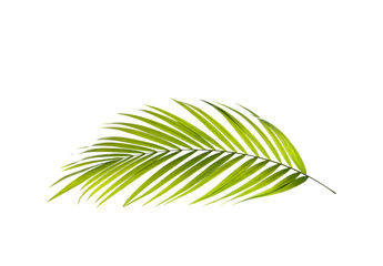 Groen blad van palmboomachtergrond