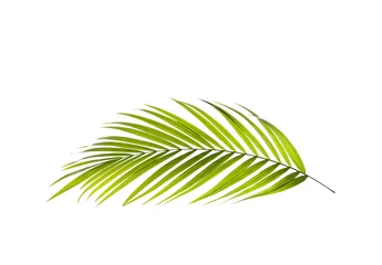 Rolgordijnen Palmboom Groen blad van palmboomachtergrond