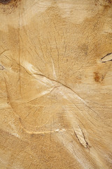 tree stump background