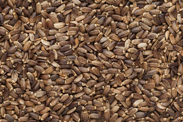 Organic Milk Thistle (Silybum marianum) seeds. Macro close up background texture. Top view.