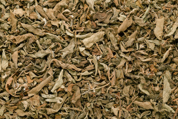 Organic green basil leaves (Ocimum tenuiflorum). Macro close up background texture. Top view.