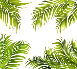 Abwaschbare Fototapete Palme Green leaf of palm tree background
