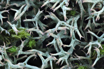 Lichen (Cladonia uncialis), food for caribou and reindeer