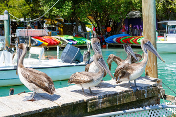Big brown pelicans in Islamorada, Florida Keys