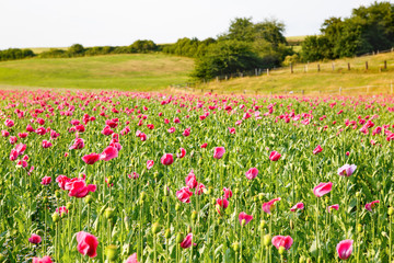 Obraz premium Pink blooming poppy, huge field of blossoming flowers
