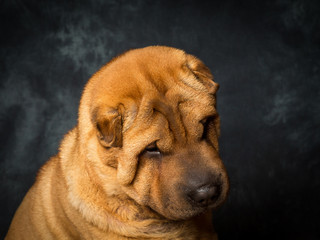 Obraz premium Shar Pei Dog
