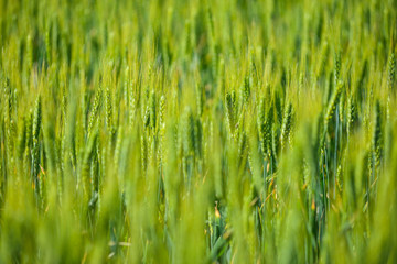 Green wheat field