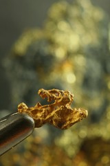 Nugget of gold. This is hand-panned gold from the Lemmenjoki national park in finnish Lapland.