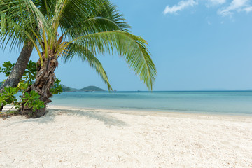 Tropical beach and coconut trees