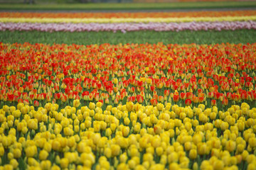 pink, red and orange tulip