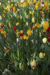 Obraz premium pink, red and orange tulip