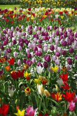 pink, red and orange tulip