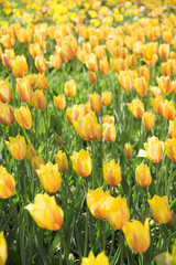 Fototapeta premium Rows of yellow tulips