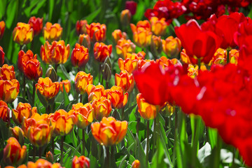 pink, red and orange tulip