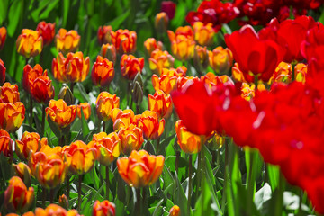 Fototapeta premium pink, red and orange tulip