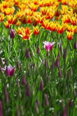 pink, red and orange tulip