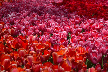 pink, red and orange tulip
