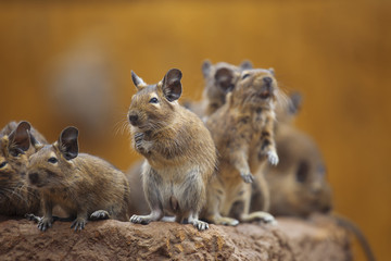 rodent degu
