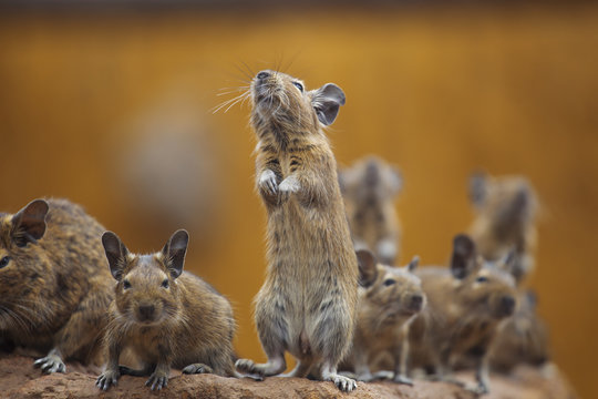 rodent degu