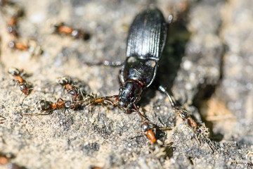 Colony Of Ants Dismember And Eating Beetle Closeup