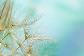 Close-up of dandelion seed on abstract blue background