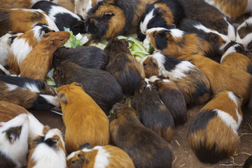 many guinea pigs cabbage dinner