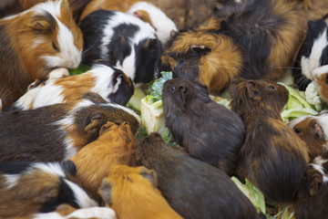 many guinea pigs cabbage dinner