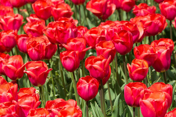 Tulips in Keukenhof, Holland