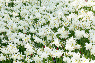 Tulips in Keukenhof, Holland