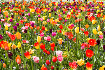 Fototapeta premium Tulips in Keukenhof, Holland