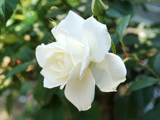 Obraz premium 白いバラ